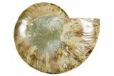 Cut & Polished Ammonite Fossil (Half) - Madagascar #369601-1
